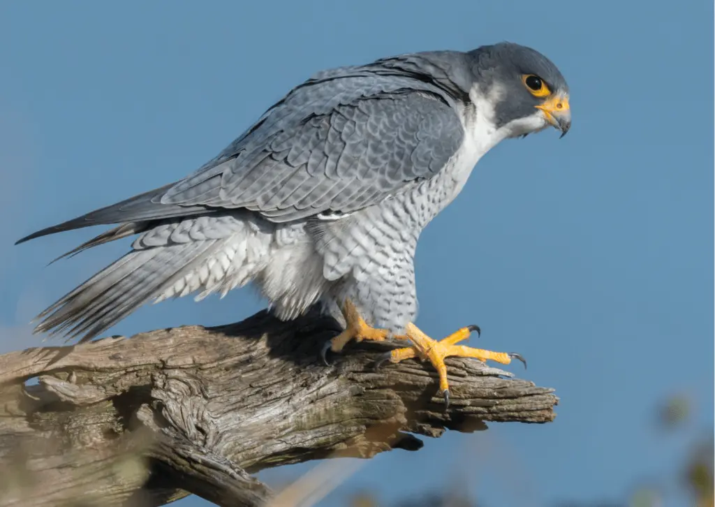 Halcón peregrino