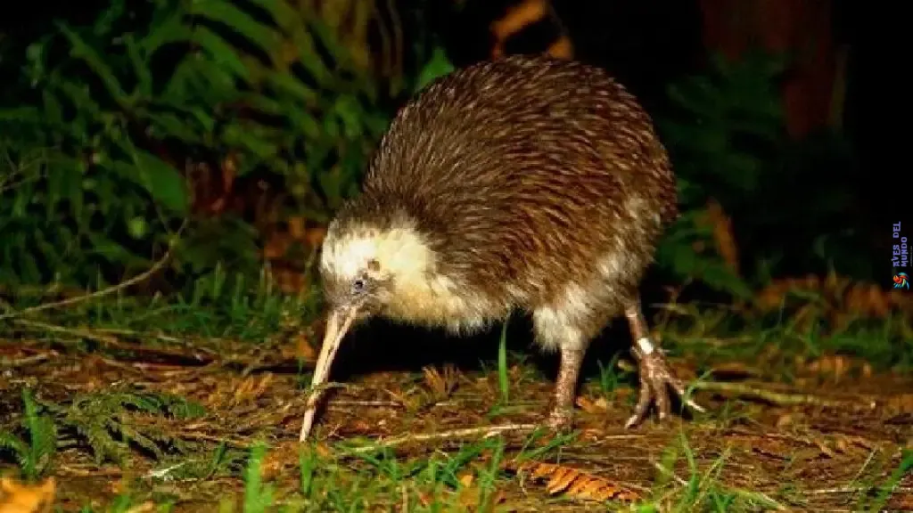 Características de la Variedad de Pajaro Kiwi Marrón