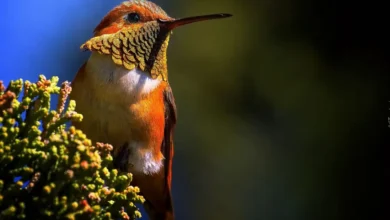 La migración de los colibríes