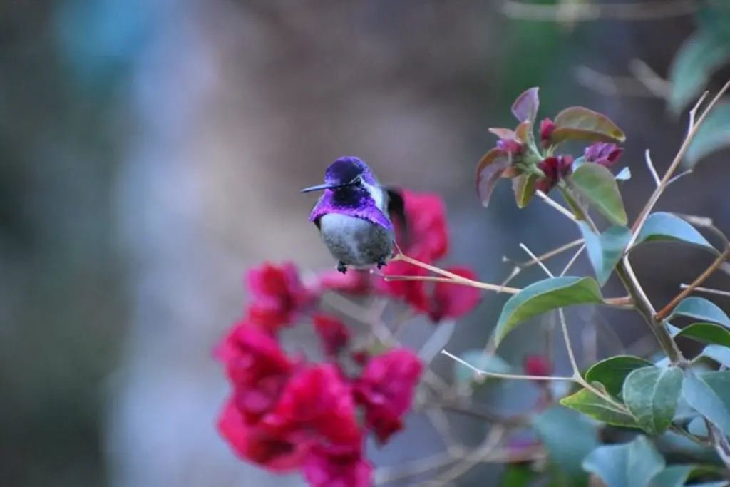 La monada colibrí