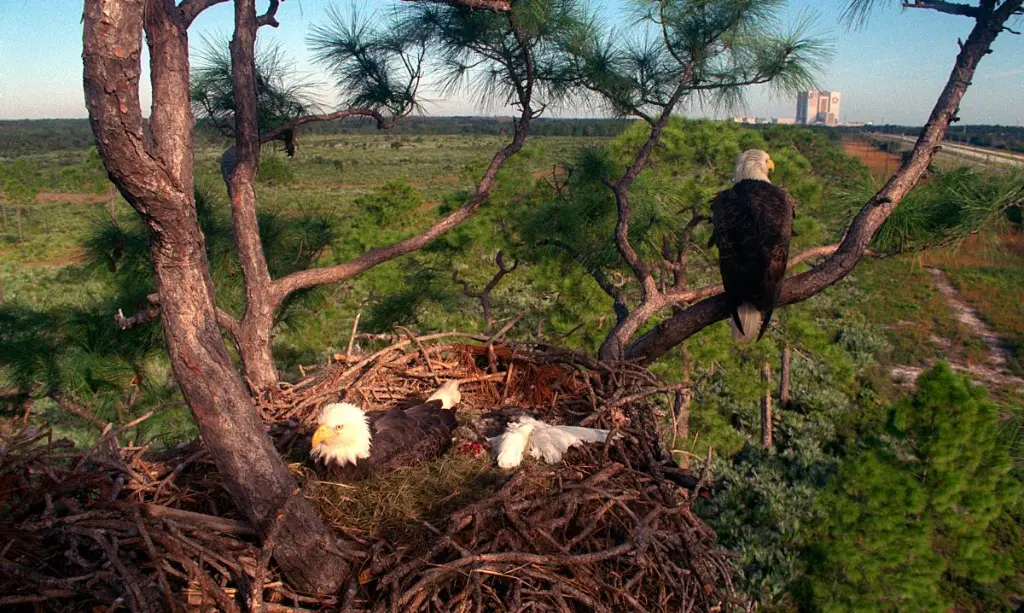Las águilas construyen nidos grandes y elaborados en los árboles o en los acantilados