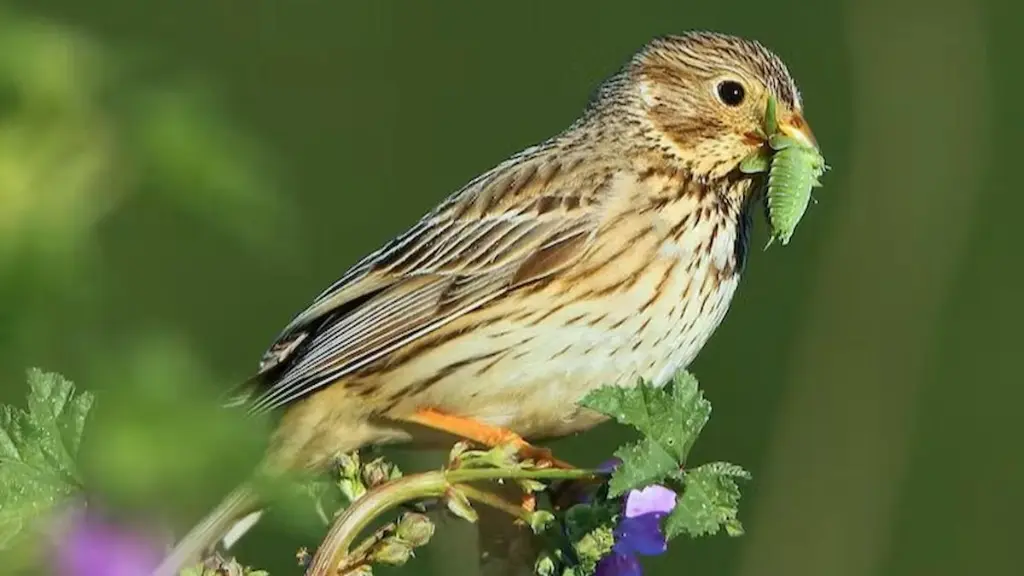 Las aves pueden ingerir pesticidas al alimentarse de insectos contaminados