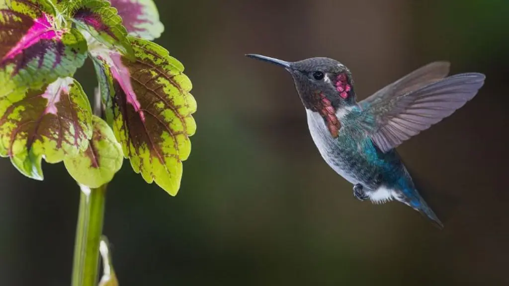 Los Pájaros Tropicales Más Pequeños del Mundo-colibrri