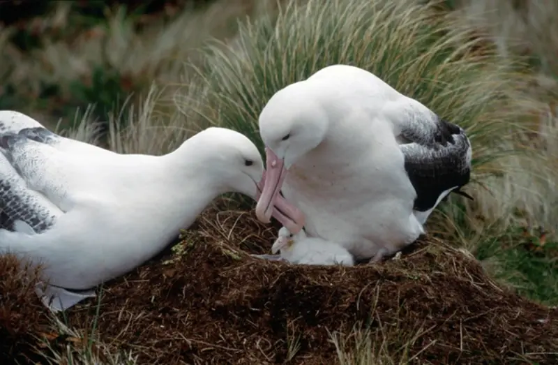 Los albatros construyen nidos en el suelo