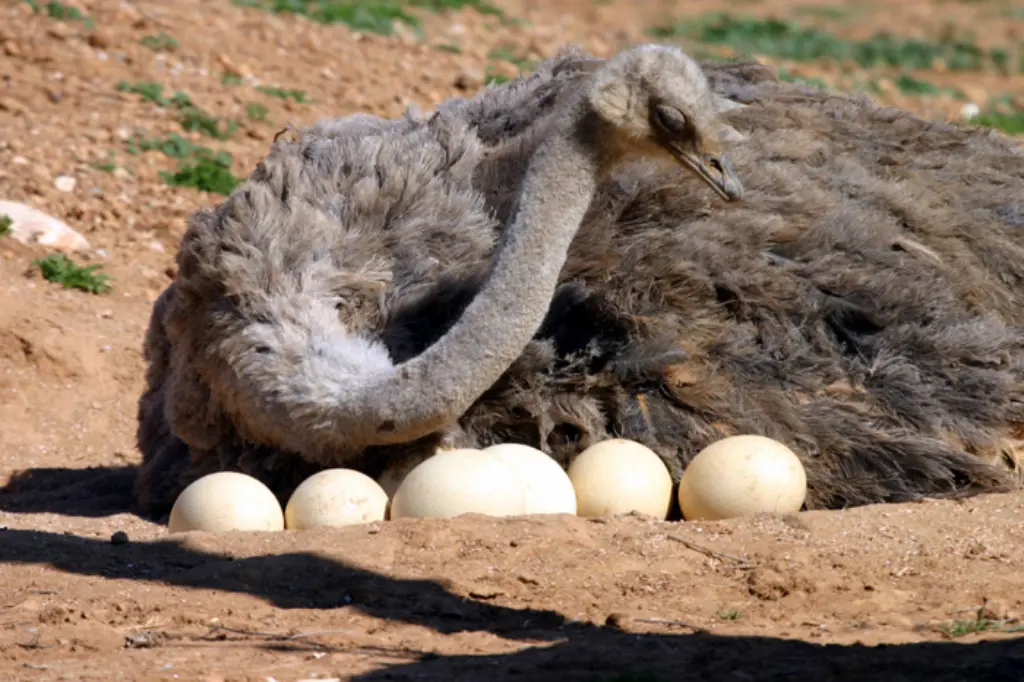 Los avestruces construyen nidos en forma de hoyo en el suelo