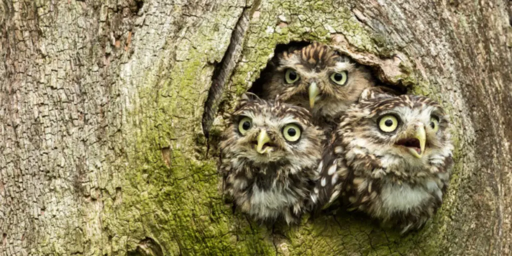 Los búhos construyen nidos en las cavidades de los árboles