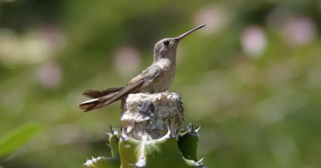 Los colibríes construyen nidos en forma de copa