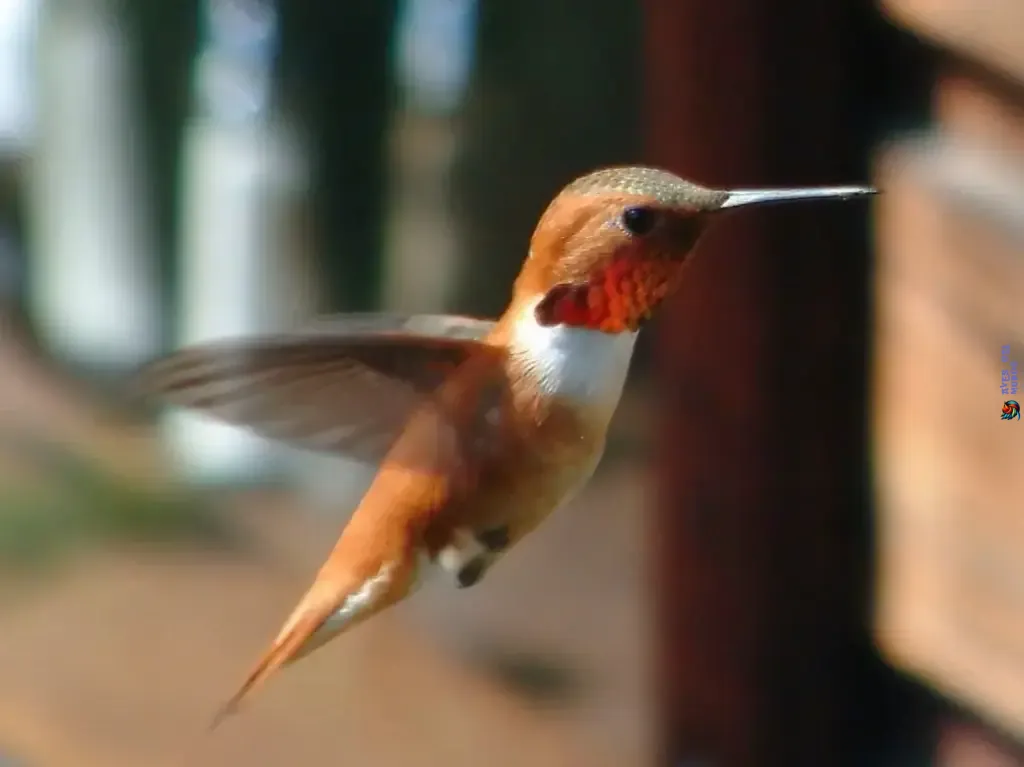 Los colibríes más veloces