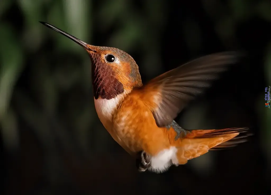 Los colibríes que vuelan más rápidos