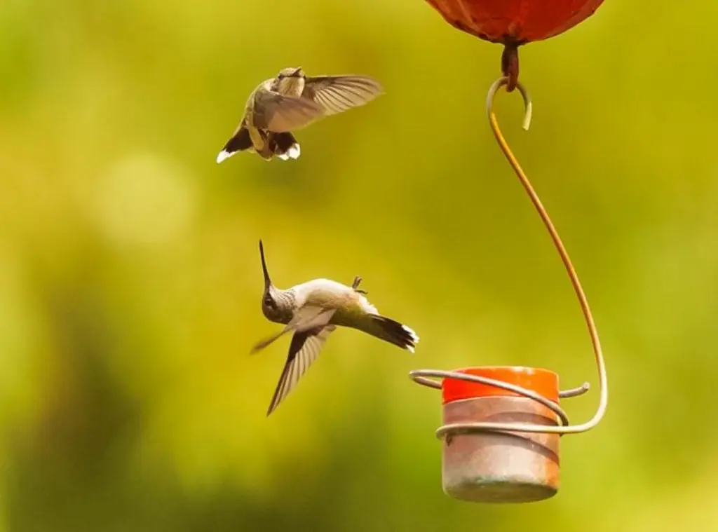 Los colibríes son acróbatas aéreos