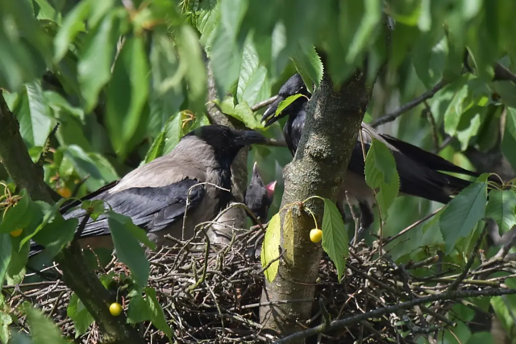 Los cuervos construyen nidos en forma de plataforma con ramas
