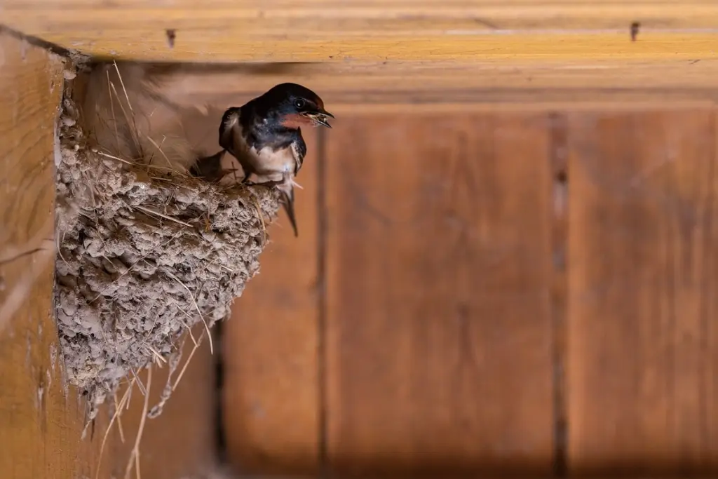 Los golondrinas construyen nidos de barro