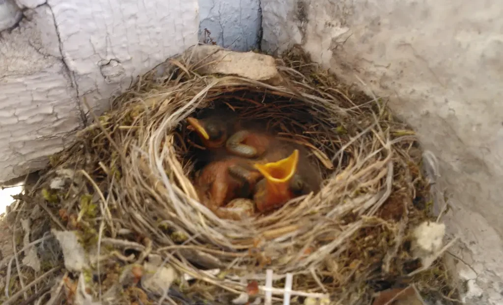 Los gorriones construyen nidos en forma de domo hechos de hierba y ramitas