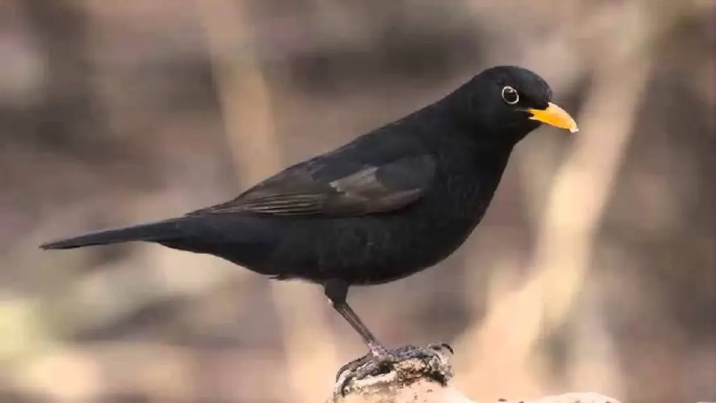 Los mirlos son aves negras con un canto melodioso