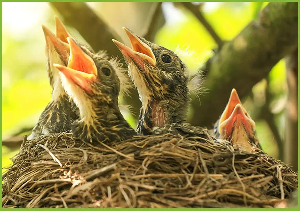 Los nidos son estructuras construidas por las aves para albergar y proteger a sus huevos y crías