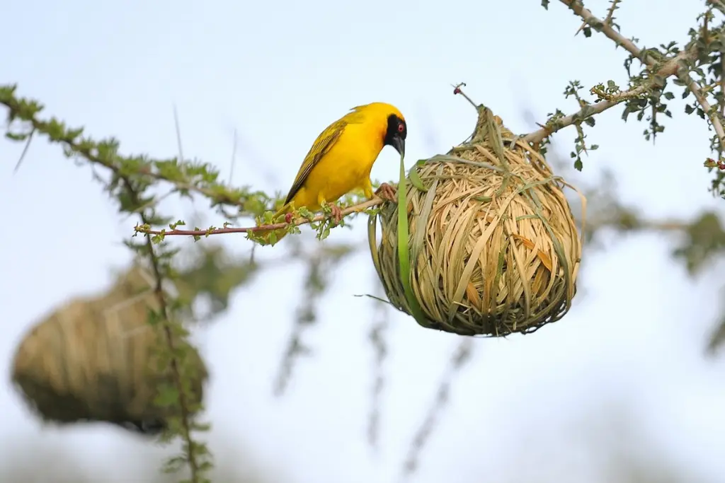Los pájaros tejedores construyen nidos en forma de bolsa