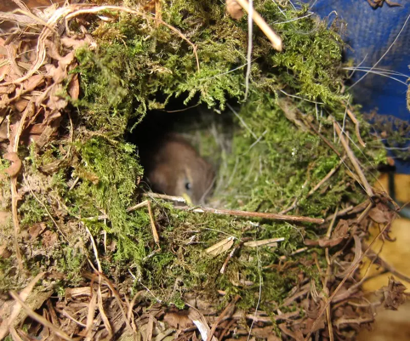 Los petirrojos construyen nidos en forma de taza con musgo y hierbas