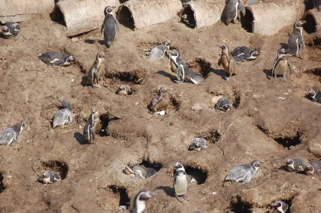 Los pingüinos construyen nidos en tierra o en agujeros hechos