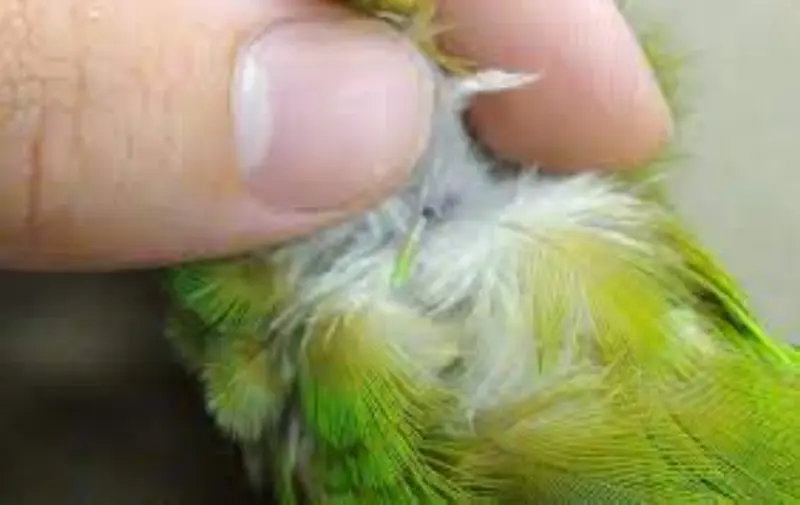 Los polluelos tienen un plumaje más suave