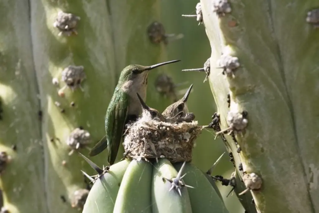 Madre humminbird con polluelos (sobre un cactus)