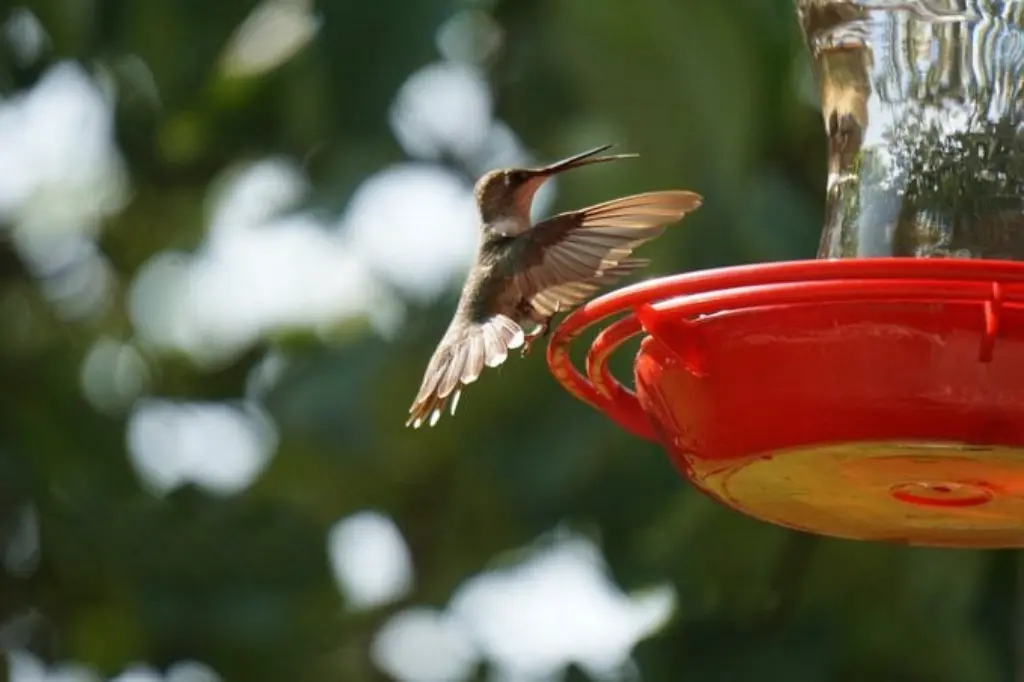 Otros peligros de los colibríes