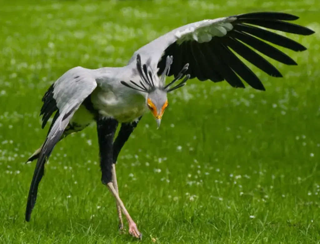 Pájaros secretarios