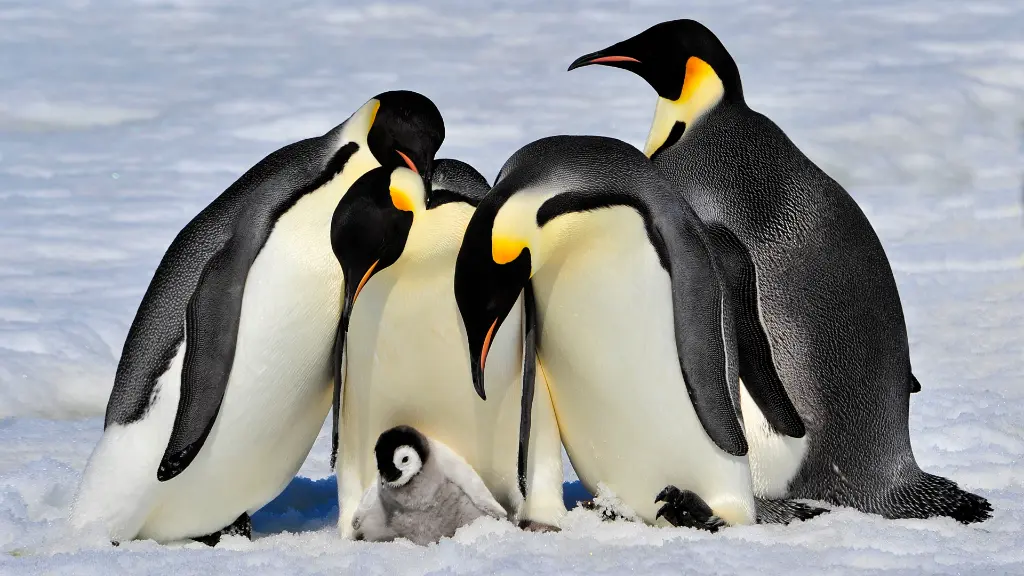 Curiosidades sobre el Pingüino Emperador