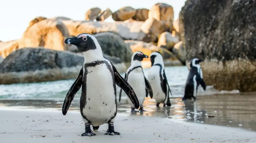 Pingüino Sudafricano