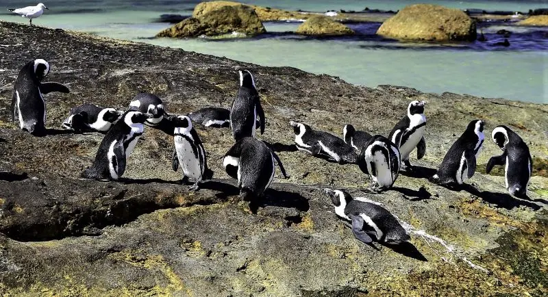 Hábitat del Pingüino Sudafricano