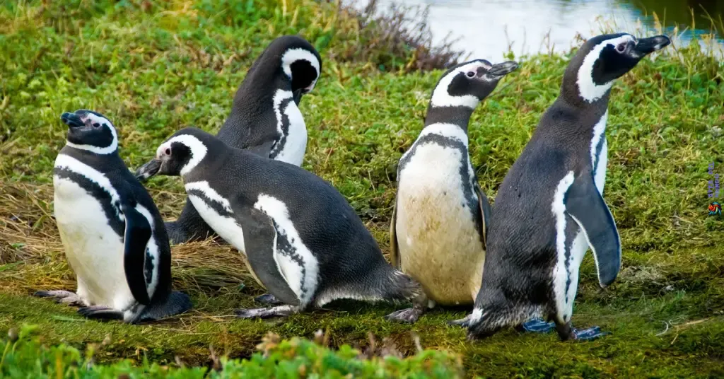 Pingüino de las Galápagos (Spheniscus mendiculus)