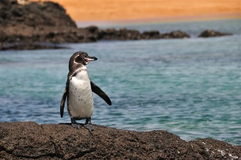 Pingüino en las Islas Galápagos