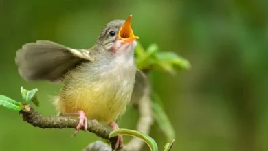 Por qué las aves cantan
