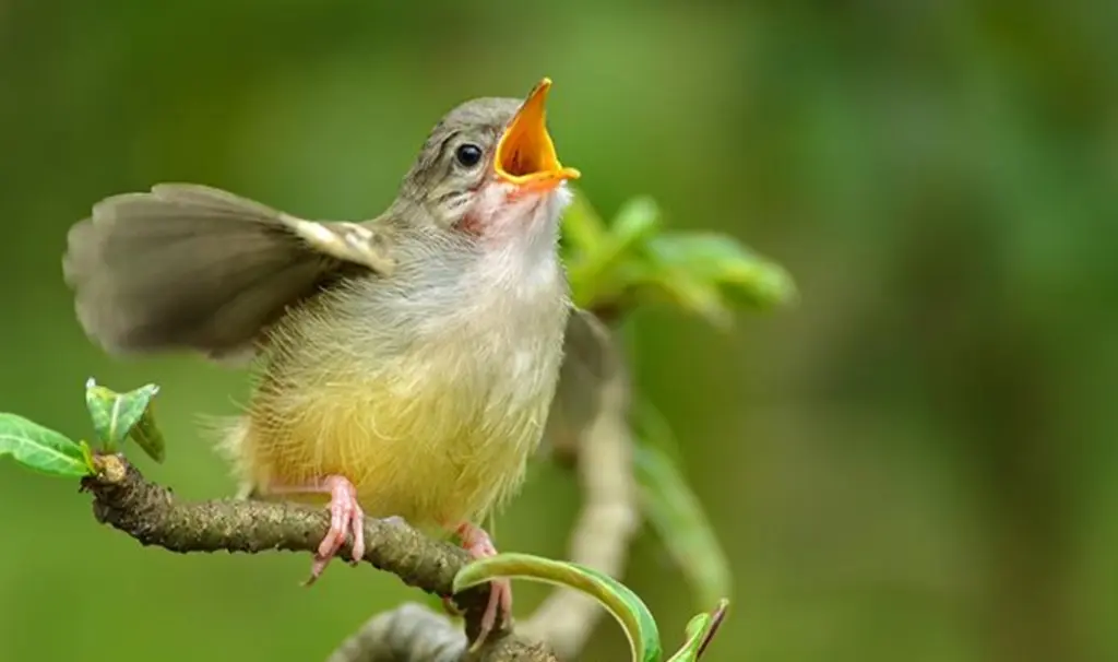 ¿Por qué las aves cantan? Las maravillas de la naturaleza