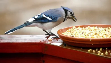 Qué Comen Los Pájaros