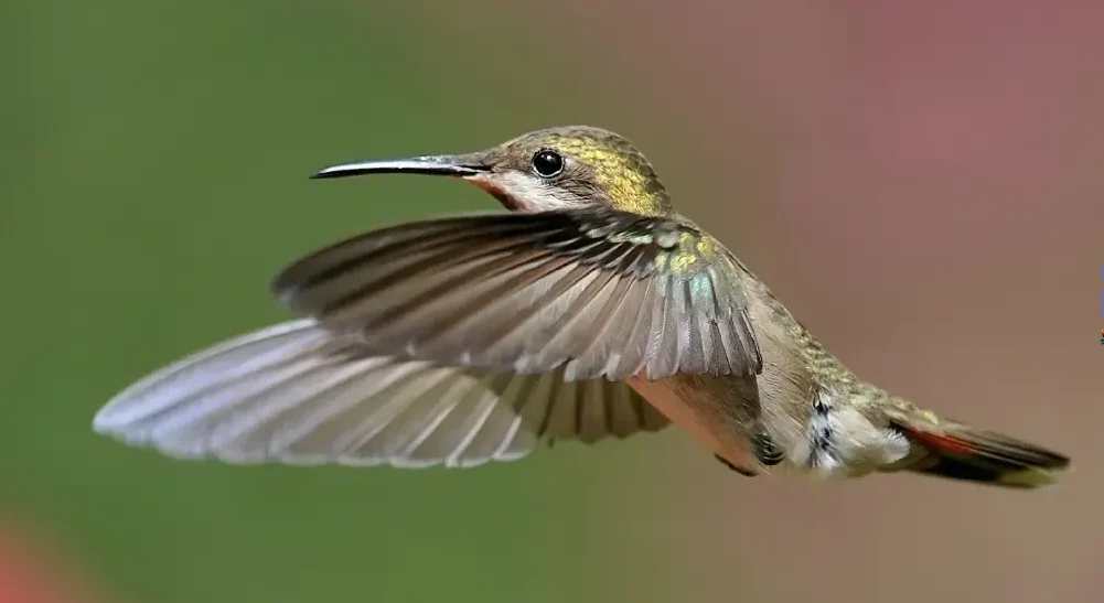 Qué tan rápido vuelan los colibríes
