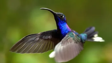 Qué tan rápido vuelan y baten sus alas los colibríes