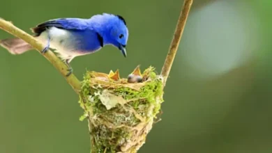 Qué tipos de nidos construyen diferentes especies de aves