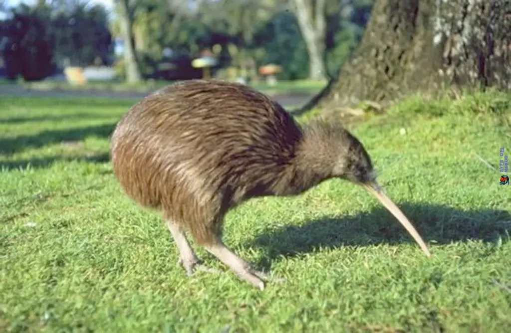 Raro Pajaro Kiwi Marrón de la Isla Norte