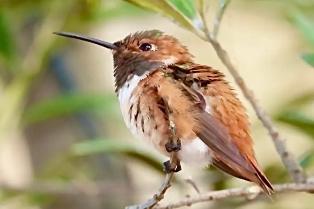 Te encanta ver lindos colibríes