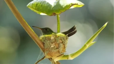 Todo lo que necesitas saber sobre los nidos de colibríes