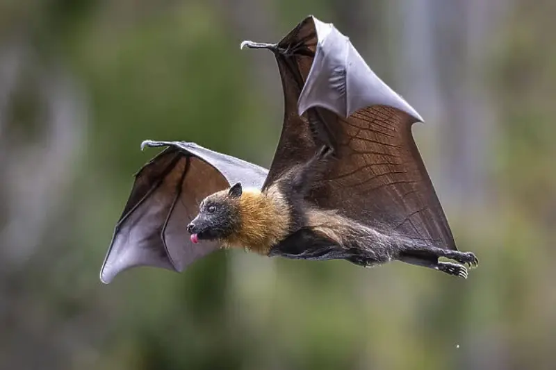 Zorro Volador de la Fruta