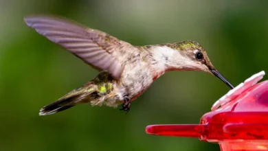 agua azucarada para colibríes