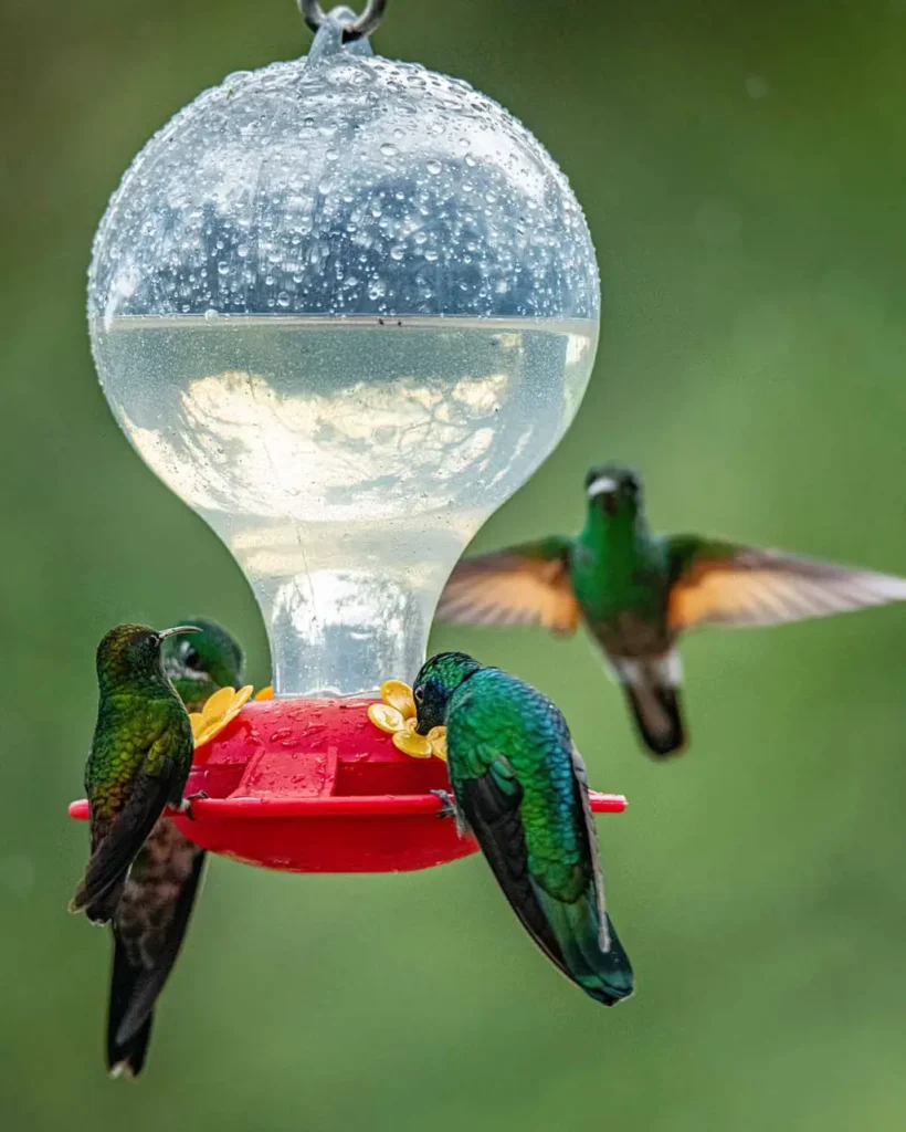 agua azucarada para los colibríes