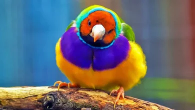 aves multicolores