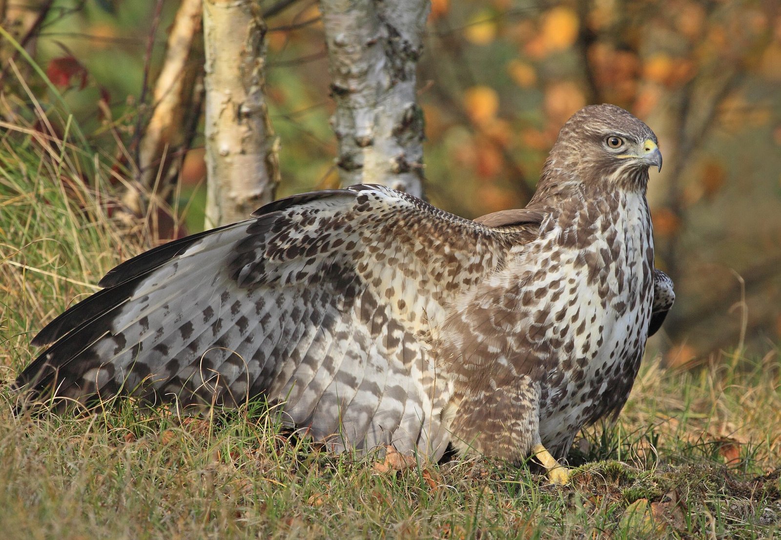 Busardo Ratonero Busardo ratonero (Buteo buteo)