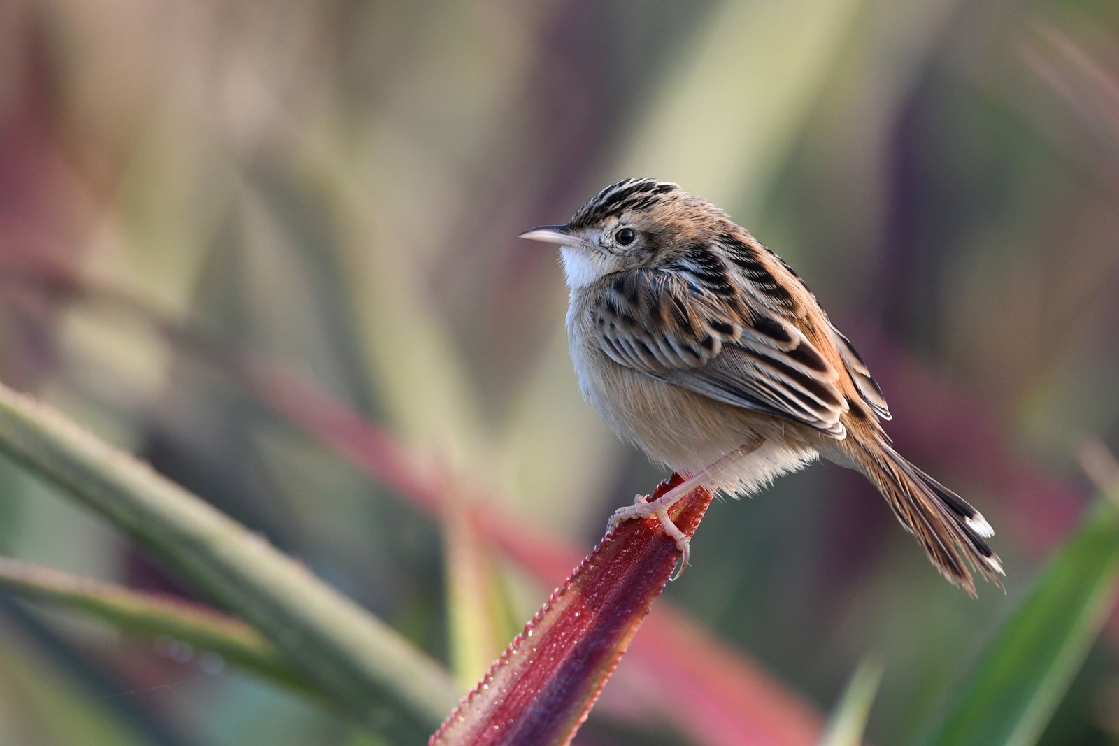 Cist cola Buitr n Cisticola Juncidis cist-cola-buitr-n-cisticola-juncidis