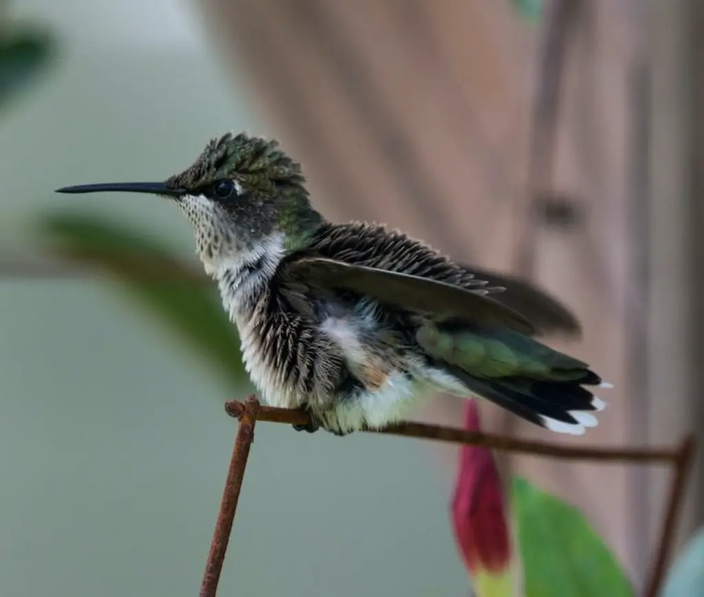 colibrí de Anna