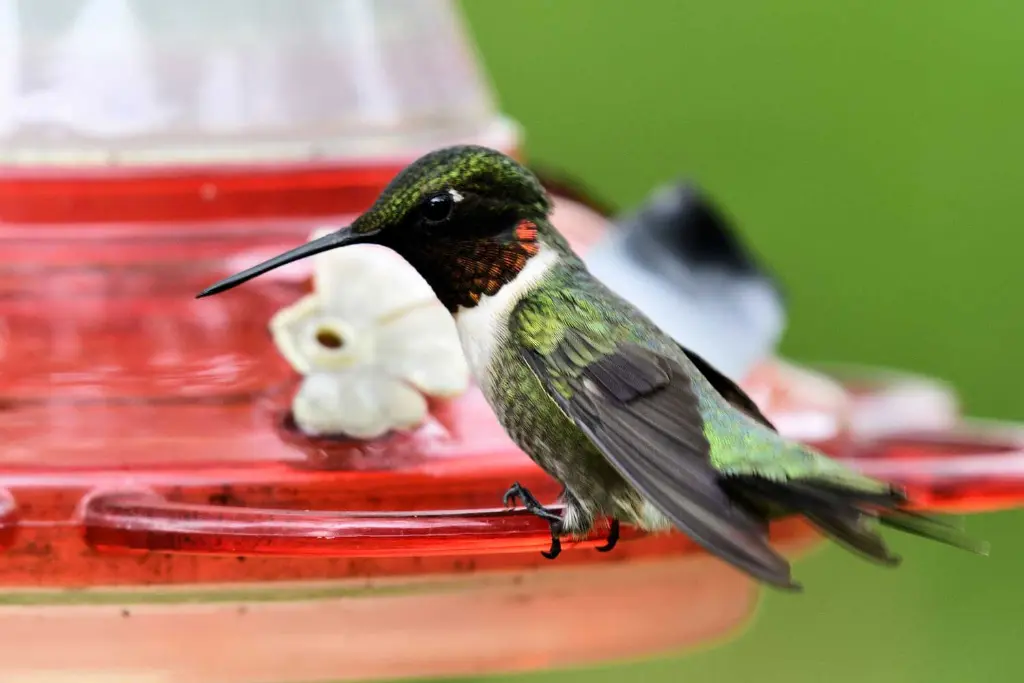 colibrí en el alimentador de agua azucarada