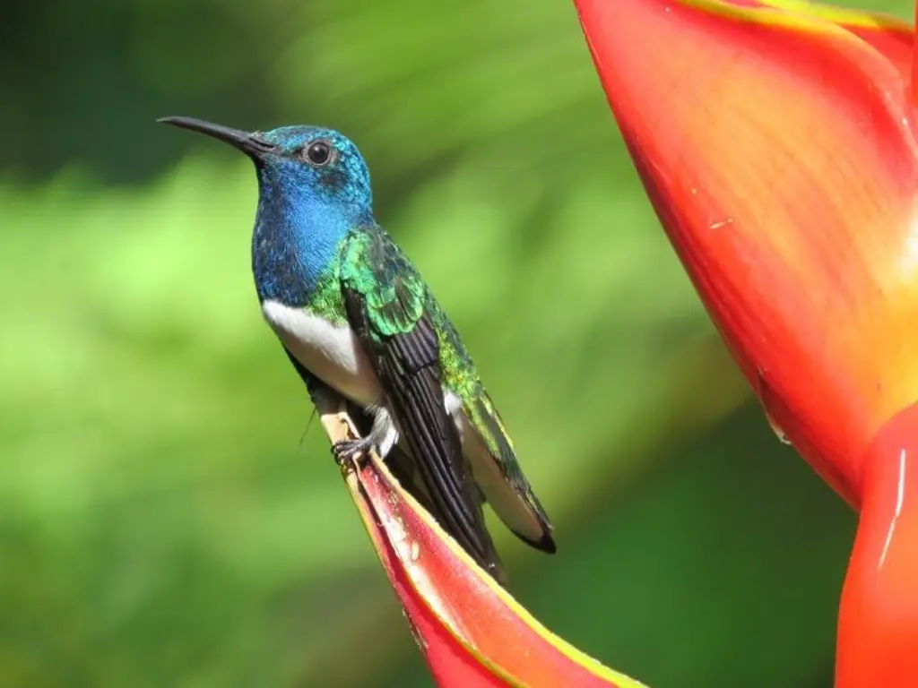 colibrí hembra