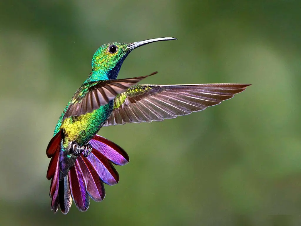colibrí y su plumaje que captura la luz ultravioleta